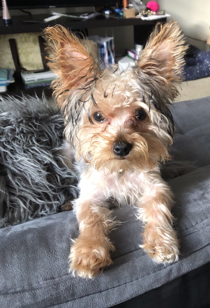 petsmart nicholson lane