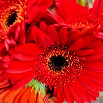 Trader Joe's - Gerber daisies - my favorite! - Grocery Near Me - La Mesa, California Trader Joe's - Gerber daisies - my favorite! - Grocery Near Me - La Mesa, California