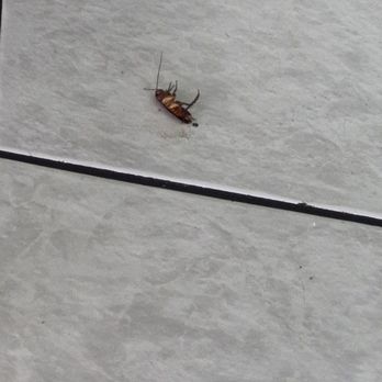 Vietnamese Noodle House - Roach on the floor - Vietnamese Near Me - Houston, Texas Vietnamese Noodle House - Roach on the floor - Vietnamese Near Me - Houston, Texas