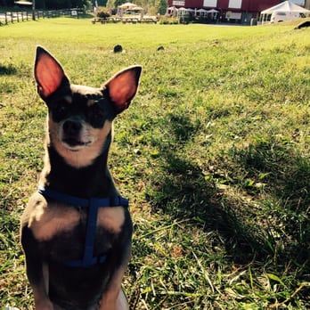 Sugarloaf Mountain Vineyard - Dogs are welcome!! - Wineries Near Me - Dickerson, Maryland
