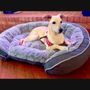 Lost Paws Rescue of Texas