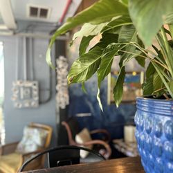 Black Crow Coffee Grand Central - Plant