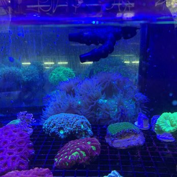 All Things Aquariums - Local Fish Stores Near Me - Wilsonville, Oregon All Things Aquariums - Local Fish Stores Near Me - Wilsonville, Oregon