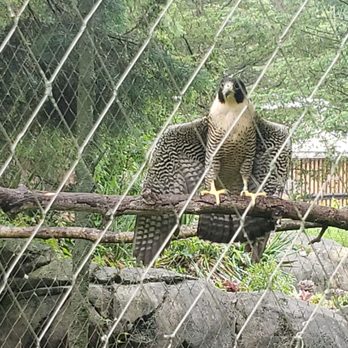 Stone Zoo - Falcon! - Zoos Near Me - Stoneham, Massachusetts