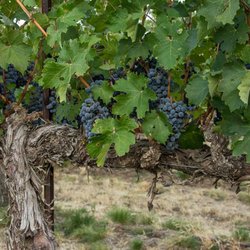 Personal Winery Tours & More - Ripe grapes on the vine.