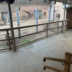 Borås Djurpark - Giraffe house