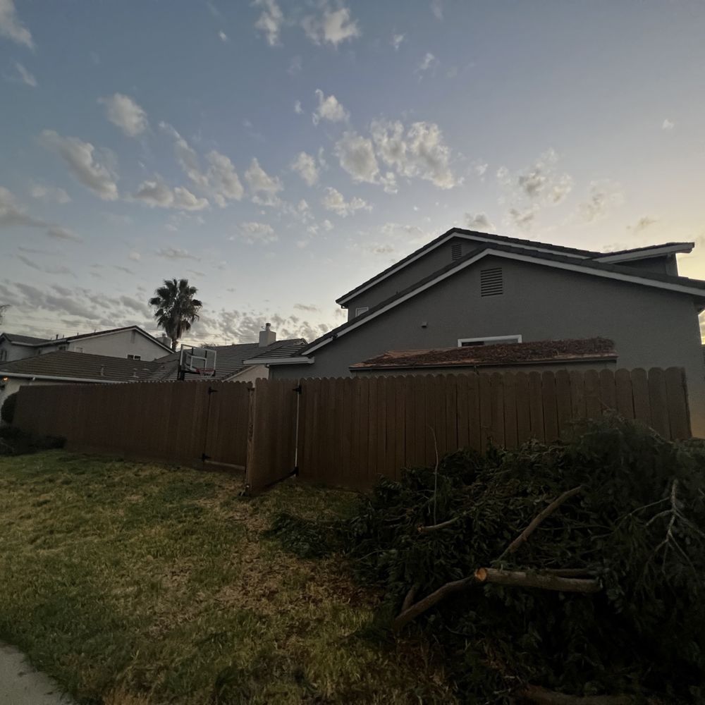 Cal Roots - After - Tree Services Near Me - Modesto, California