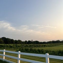 Hawk Ridge Winery - Vineyard