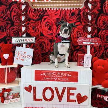 Unity Bulldogs Pet Grooming - Valentine's Day photos! - Pet Groomers Near Me - San Jose, California Unity Bulldogs Pet Grooming - Valentine's Day photos! - Pet Groomers Near Me - San Jose, California