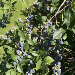 Bartlett's Blueberry Farm