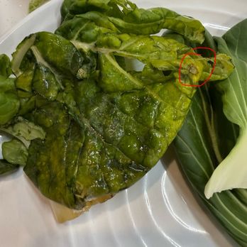 Sorry Umma - mold on leafy vegetables - Korean Near Me - Westminster, Colorado Sorry Umma - mold on leafy vegetables - Korean Near Me - Westminster, Colorado