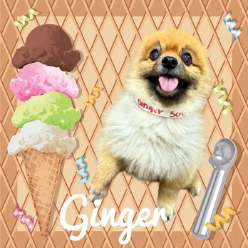 Force-Free Dog Training - Just kidding ! No ice cream could be found on her menu. - Pet Training Near Me Force-Free Dog Training - Just kidding ! No ice cream could be found on her menu. - Pet Training Near Me