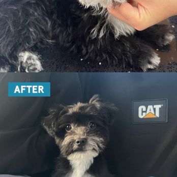 Go Go Spa - My Enzo's first cut - Pet Groomers Near Me - Rosemead, California
