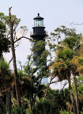 Hunting Island State Park by null