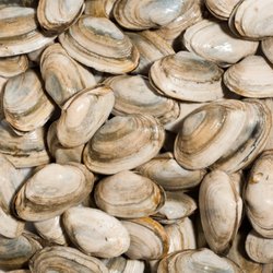 Stoney Farms Crab Shop - New england Steamer clams