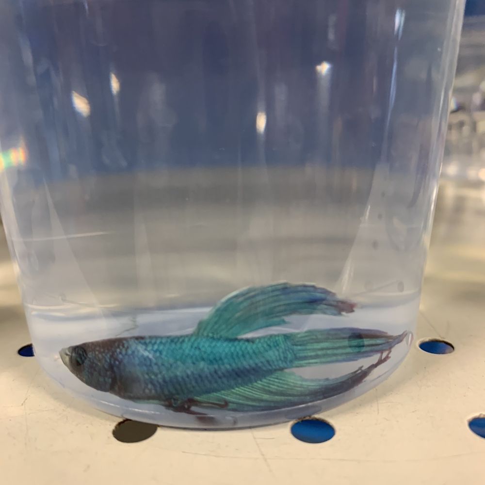 PetSmart - Pet Stores Near Me - Pinole, California PetSmart - Pet Stores Near Me - Pinole, California