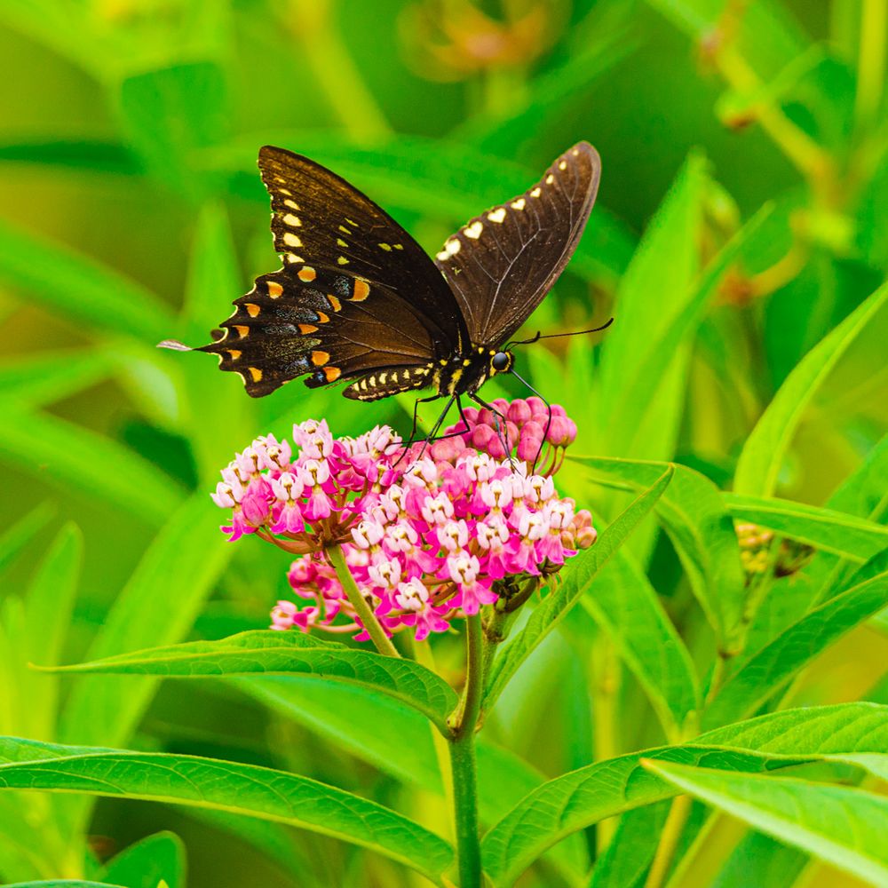 Keystone State Park - A black swallowtail butterfly. - Parks Near Me - Derry, Pennsylvania Keystone State Park - A black swallowtail butterfly. - Parks Near Me - Derry, Pennsylvania