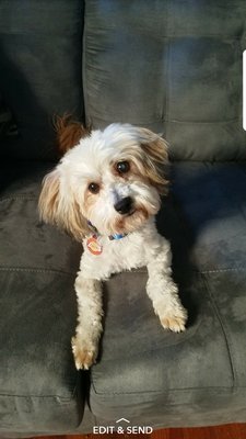 willies grooming & pet shop