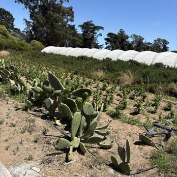 Halcyon Farms - Cacti and flowers growing next to the parking lot. - Farmers Market Near Me - Arroyo Grande, California