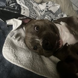 My beautiful baby I brought in today :) 1.8 years old My beautiful baby I brought in today :) 1.8 years old