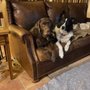 Photo of Home Alone Pet & Home Sitting Services
