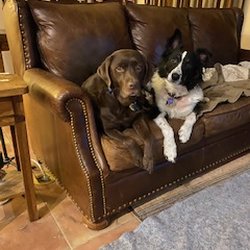 Home Alone Pet & Home Sitting Services - Rocky & Cali Great Doggies I take of!