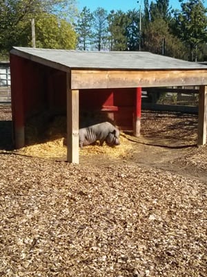 Chinguacousy Park by null