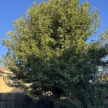 Bailey Tree Company - Pear -Pollard ready to be removed. - Tree Services Near Me - Rancho Cordova, California Bailey Tree Company - Pear -Pollard ready to be removed. - Tree Services Near Me - Rancho Cordova, California
