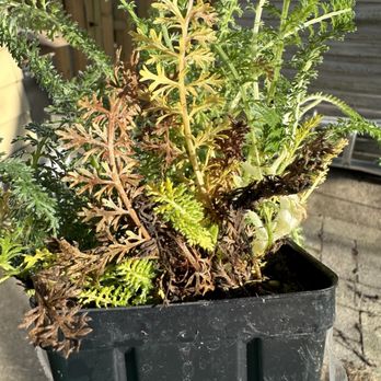 High Country Gardens - Nurseries & Gardening Near Me - Albuquerque, Colorado