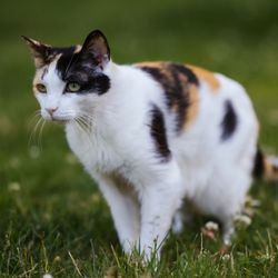 Ophthalmology For Animals