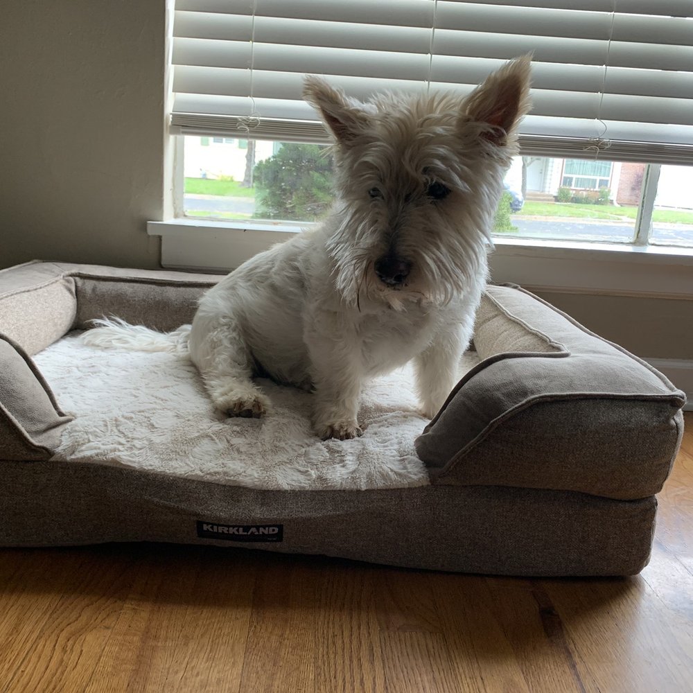 Pampered Pets - Before she went in to get cut - Pet Sitting Near Me - Spokane, Washington