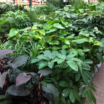 Bauhaus - Grosses Blumenangebot - Building Supplies Near Me - Berlin, BE