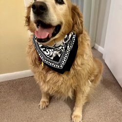 Pampered Pup
