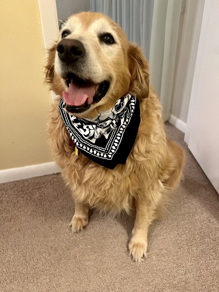 Pampered Pup Image