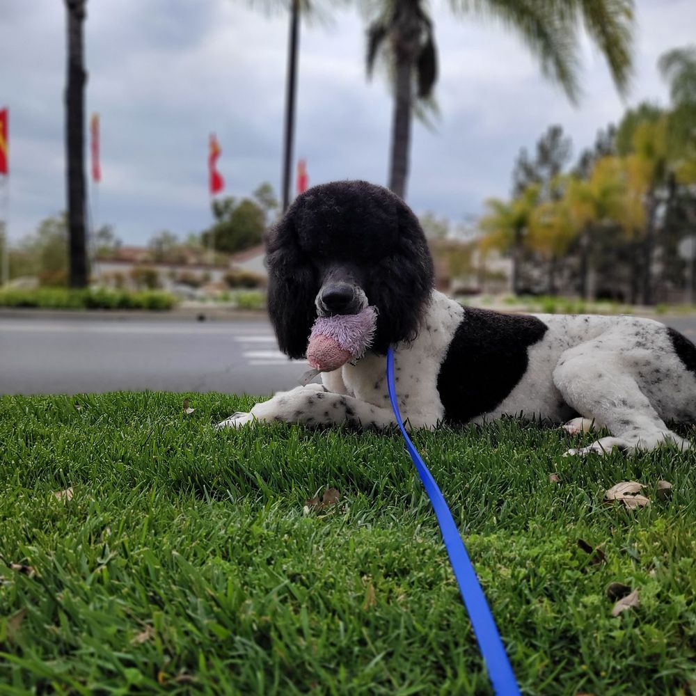 All About Paws Pet Spa - Bruno enjoys play time after his spa day! - Pet Groomers Near Me - Upland, California