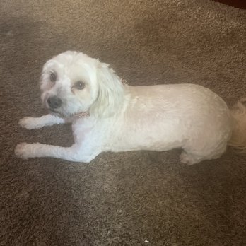 Precious Paws & Claws Pet Salon - After his haircut - Pet Groomers Near Me - La Puente, California