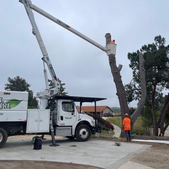 ELM Tree Care - Pine tree removal Temecula. - Tree Services Near Me - Temecula, California ELM Tree Care - Pine tree removal Temecula. - Tree Services Near Me - Temecula, California