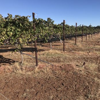 K Estate Vineyards - rows of grape vines - Wineries Near Me - Stonewall, Texas K Estate Vineyards - rows of grape vines - Wineries Near Me - Stonewall, Texas