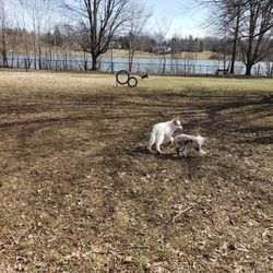 Freeman Lake Dog Park - Very nice park, little dog side. 30lb max