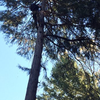 Flying Squirrel Tree Care - Rick helping to save our cat trapped up a tree! - Tree Services Near Me - Grass Valley, California Flying Squirrel Tree Care - Rick helping to save our cat trapped up a tree! - Tree Services Near Me - Grass Valley, California
