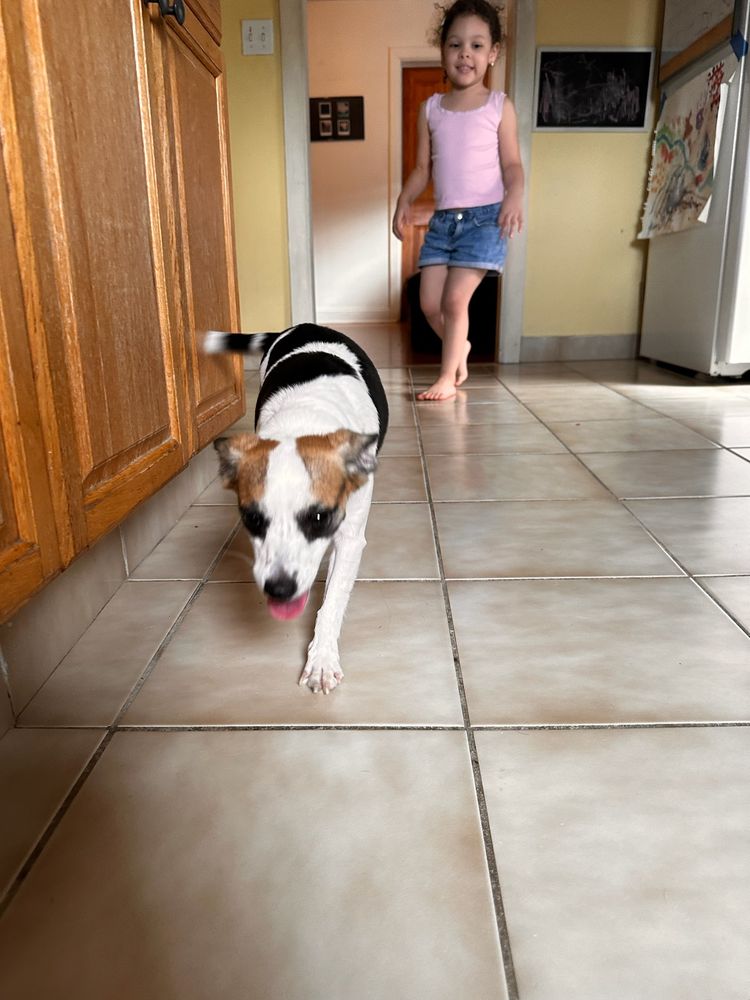 Love Pack Pet Care - pet boarding facility in Rutherford, NJ