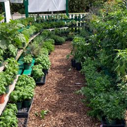rows of potted plants