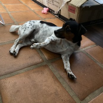 Green Paw Grooming - Post groom feeling great! - Pet Groomers Near Me - La Jolla, California