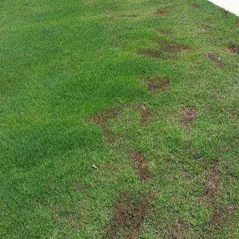 Weed Man - Weed treatment that left turf dead - Pest Control Near Me - Roswell, Georgia Weed Man - Weed treatment that left turf dead - Pest Control Near Me - Roswell, Georgia