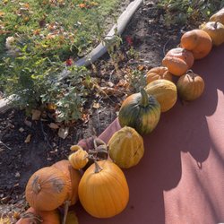 Peterson Farm Pumpkin patch
