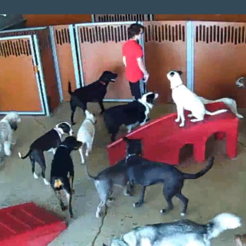 Camp Bow Wow - Pet Training Near Me - Elmhurst, Illinois