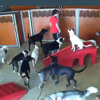 Camp Bow Wow - Pet Training Near Me - Elmhurst, Illinois
