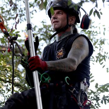 Tree Mechanics - He's like Spiderman! - Tree Services Near Me