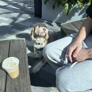 Bark & Roll Dog Training - Pet Training Near Me - Irvine, California