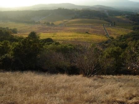 Farella Vineyard by null